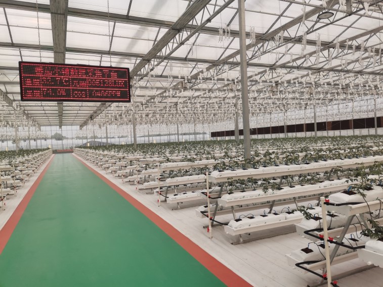 临沂香瓜无土栽培种植基地,环境监测LED显示