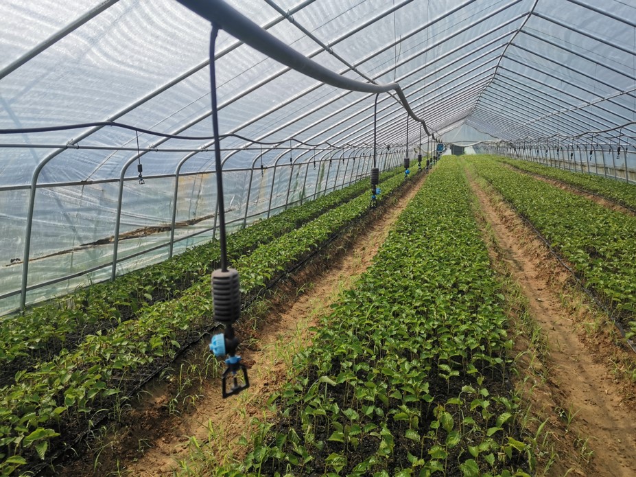 徐州蔬菜集约化育苗基地,高压雾化及吊挂微喷