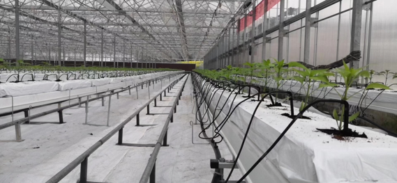 商丘西红柿大棚项目,荷兰模式滴箭基质培养