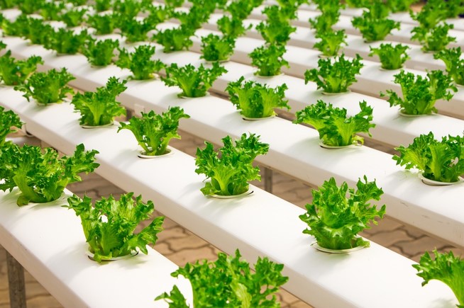 潍坊生菜植物工厂水培种植,精准施肥,降低成本提高产量